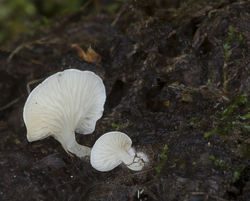 Clitopilus scyphoides